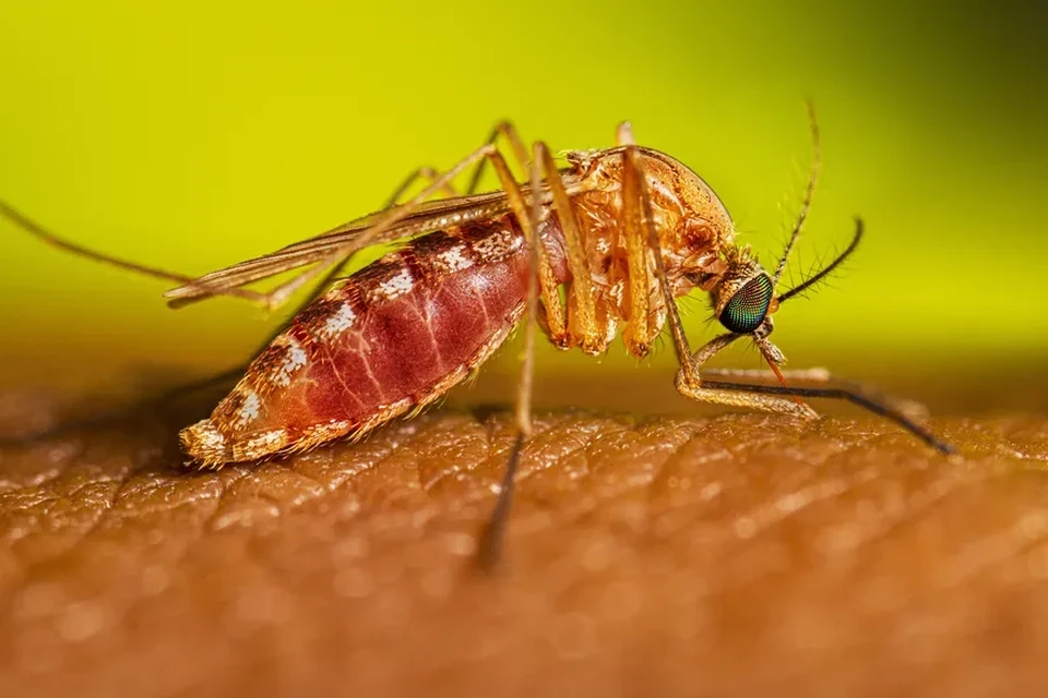 A Febre Oropouche  transmitida por um mosquito, o Culicoides paraensis  (foto: Lauren Bishop/CDC/Divulgao)