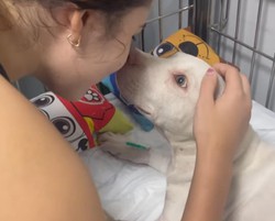 Coliso na Avenida Boa Viagem: cachorro resgatado aps acidente passar por 2 cirurgia e se recupera bem (Foto: Reproduo/Redes Sociais )