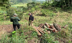 Mata Atlntica: operao contra desmatamento amplia rea embargada e soma multas de R$ 3,5 milhes (Foto: Arquivo/DP)