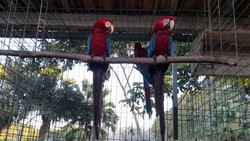 Pernambuco repatria aves silvestres para os estados da Bahia e de So Paulo (Foto: Divulgao)