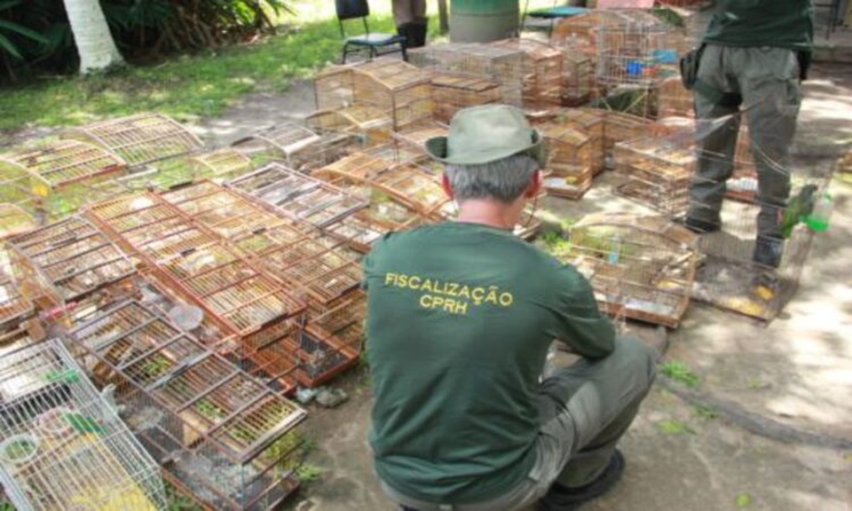 Manter animal silvestre em cativeiro  crime, passvel de sanes criminal, administrativas e multa (Foto: Divulgao/CPRH)