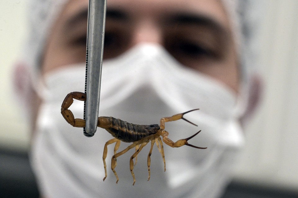 Em idosos e crianas com menos de 20 quilos, uma picada do escorpio-amarelo pode ser letal (foto: Nelson ALMEIDA / AFP)