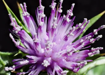 Descoberta botânica age no fígado e ataca gordura abdominal