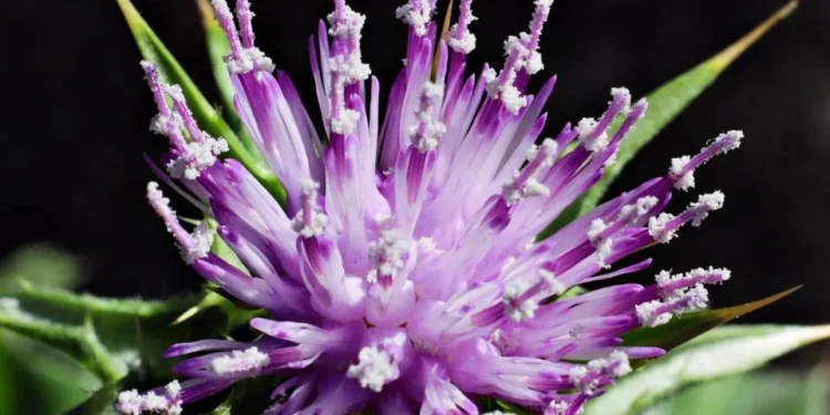 Descoberta botânica age no fígado e ataca gordura abdominal