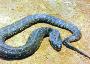 Homem é picado gravemente por cobra escondida em sótão