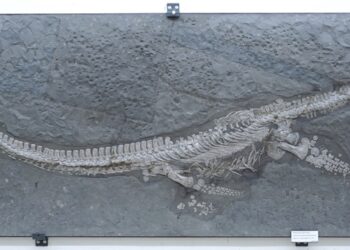 Nova espécie jurássica surpreende cientistas na Alemanha