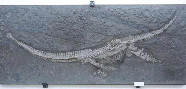 Nova espécie jurássica surpreende cientistas na Alemanha