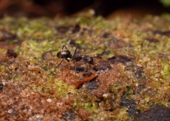 Borboleta descoberta na Amazônia é criada por formigas como sócia