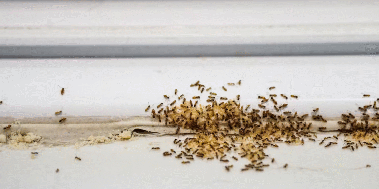 Segredo que ninguém conhecia ajuda acabar com formigas em casa