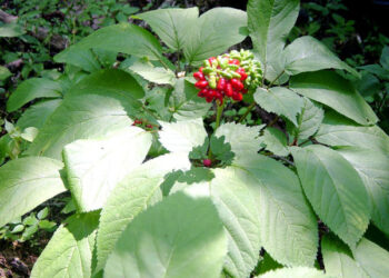 Planta escondida por anos pode te curar da diabetes: Saiba onde encontrar