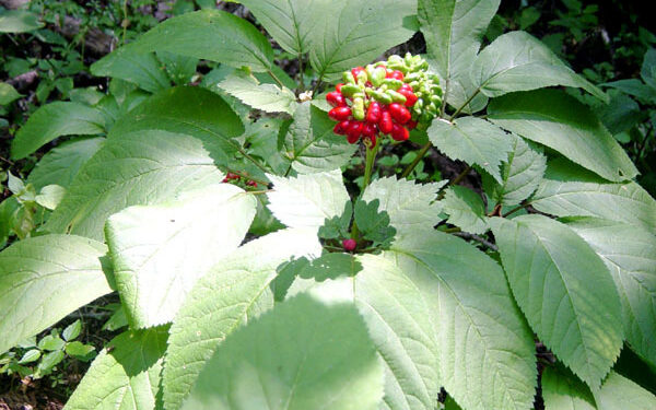 Planta escondida por anos pode te curar da diabetes: Saiba onde encontrar