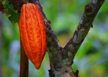 Empresa de M&M’s investe em cacau transgênico para garantir abastecimento