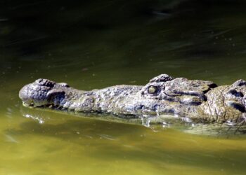 Crocodilo gigante que viveu entre os dinossauros acaba de ser descoberto