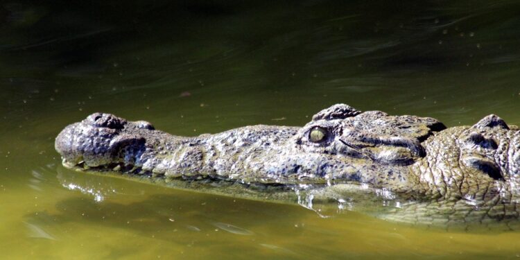 Crocodilo gigante que viveu entre os dinossauros acaba de ser descoberto