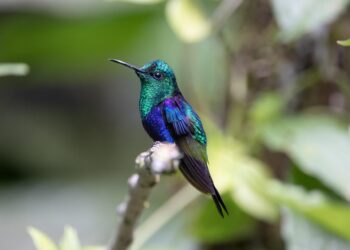As aves coloridas sumiram e existe um motivo para isso