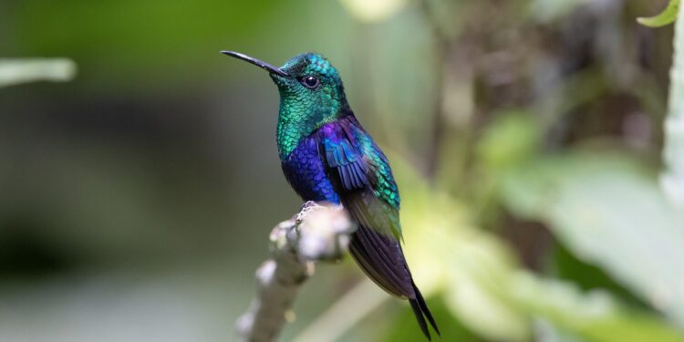 As aves coloridas sumiram e existe um motivo para isso