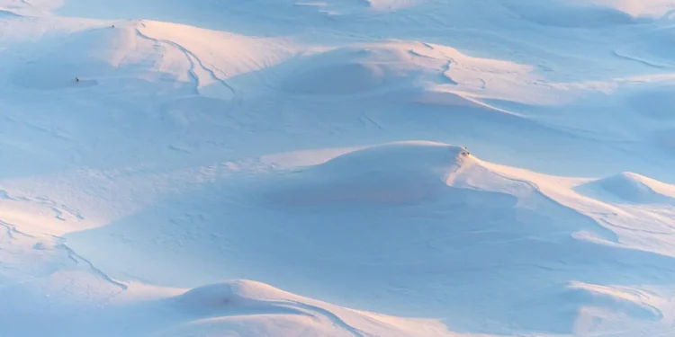 Animal assustador com 20 braços foi encontrado escondido na Antártida