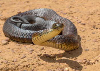 Apenas uma picada dessa cobra faz o seu sangue virar gelatina