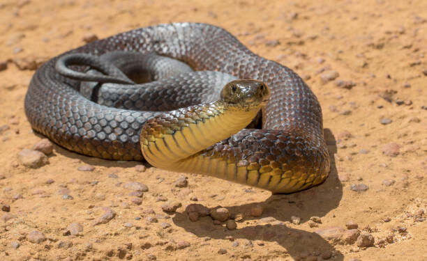 Apenas uma picada dessa cobra faz o seu sangue virar gelatina