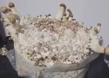 ‘Cogumelos mágicos’ podem chegar no STF