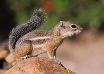 Esquilos mandam pessoas pro hospital nos EUA