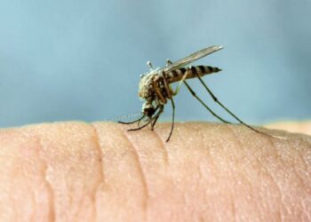Bebida comum faz você ser picado por mosquitos