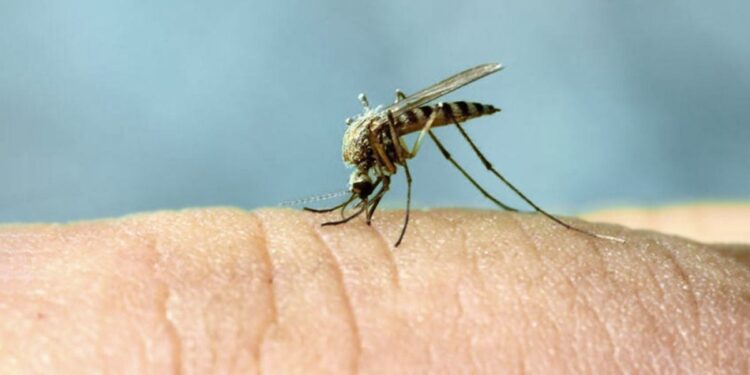 Bebida comum faz você ser picado por mosquitos