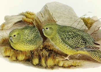 Pássaro que estava extinto reaparece na natureza após 100 anos