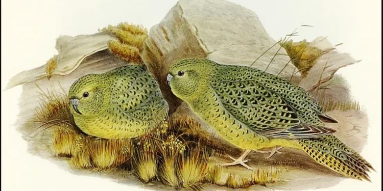 Pássaro que estava extinto reaparece na natureza após 100 anos