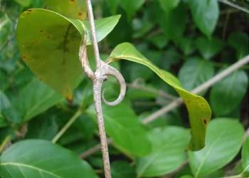 Plantas comuns em bairros brasileiros podem atrair ciclone