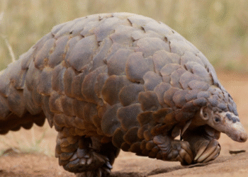 Conheça o animal selvagem que está fazendo milagre na medicina