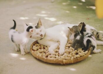 Gatos podem morrer se ficarem expostos às plantas?