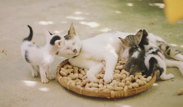 Gatos podem morrer se ficarem expostos às plantas?