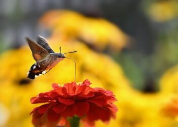 O que significa a visita de um beija-flor, segundo a espiritualidade