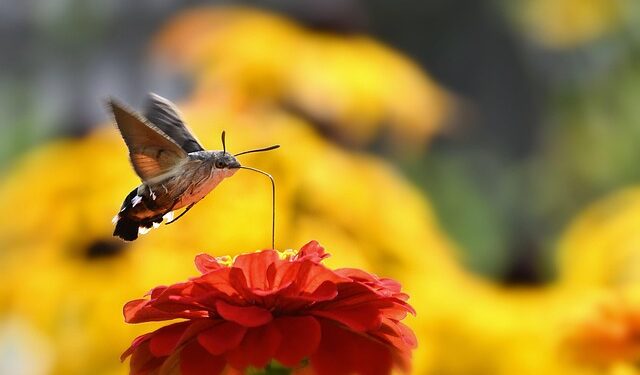 O que significa a visita de um beija-flor, segundo a espiritualidade
