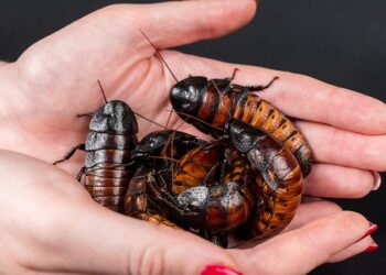 Baratas podem entrar no seu ouvido enquanto você dorme