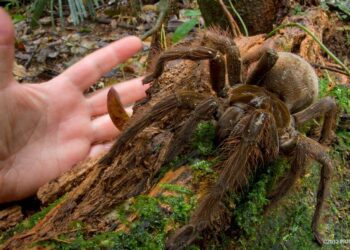 aranha
