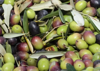 Comer azeitonas ajuda a prevenir doenças comuns