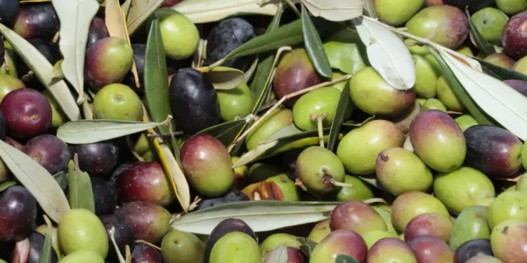 Comer azeitonas ajuda a prevenir doenças comuns