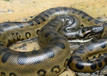 Cobra gigantesca foi descoberta na Amazônia: parece a do filme Anaconda