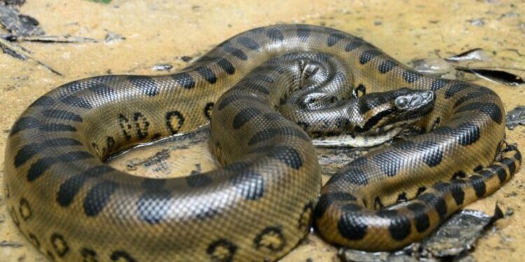 Cobra gigantesca foi descoberta na Amazônia: parece a do filme Anaconda
