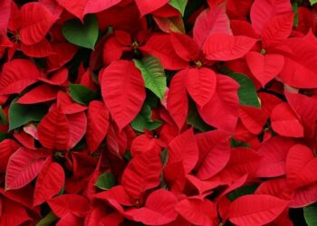 Plantas comuns de encontrar contêm veneno e podem causar cirrose