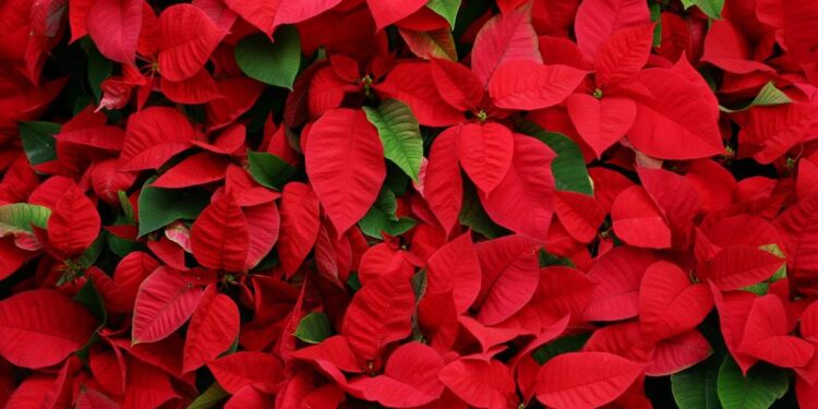 Plantas comuns de encontrar contêm veneno e podem causar cirrose