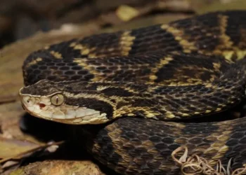 Cobra assustadora e venenosa passeia na sua casa sem você notar