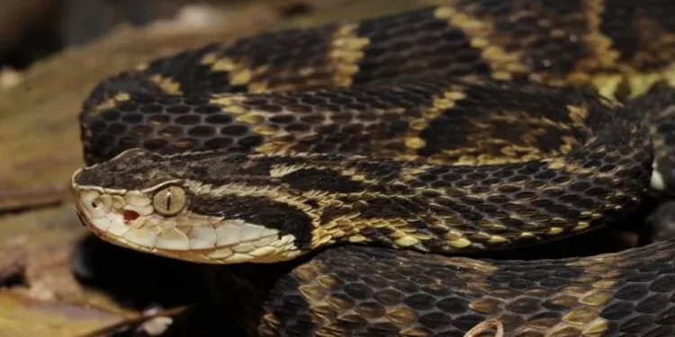 Cobra assustadora e venenosa passeia na sua casa sem você notar