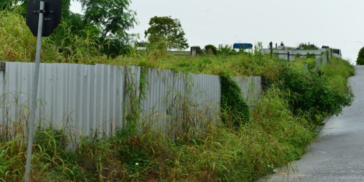 Matagal comum nas calçadas atrai cobras, ratos e outras pragas