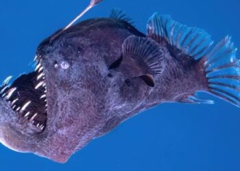 5 criaturas marinhas bizarras e assustadoras