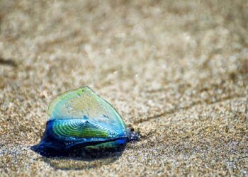Praia super popular recebeu visitas estranhas de criaturas marinhas assustadoras