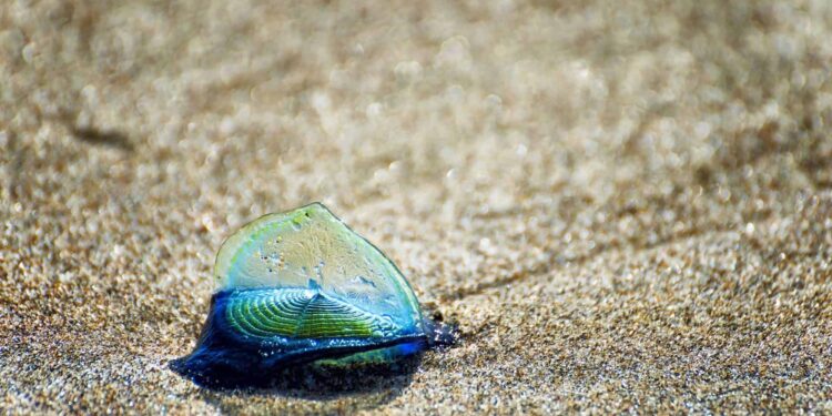 Praia super popular recebeu visitas estranhas de criaturas marinhas assustadoras