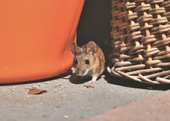 Objeto que todos esquecem que têm atrai ratos pra dentro de casa